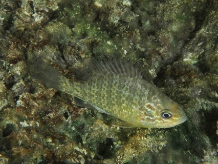 Pumpkinseed sunfish (Lepomis gibbosus) swimming over algae-rich substrate in the water. Dive site