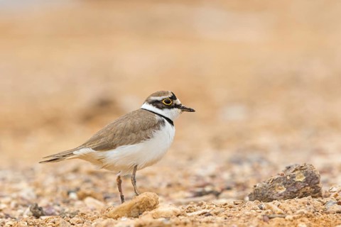 Little Ringed Plover, (Charadrius dubius), Animals, Birds, Biotope, Plover family, Israel