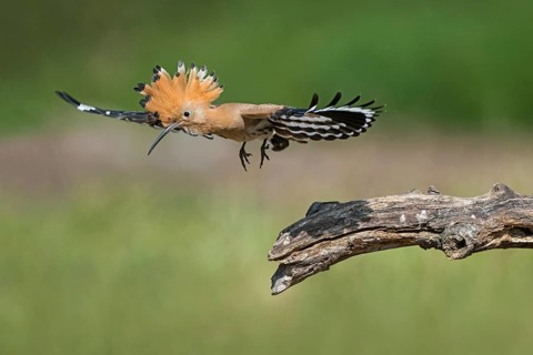 Eurasian Hoopoe (Upupa epops) taking flight, Aosta Valley, Italy
