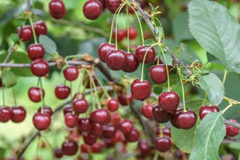 Sour cherry (Prunus cerasus 'Újfehértói fürtös'),  Austria