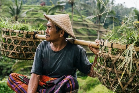 A man wearing a traditional hat and colorful sarong carries yokes with baskets of freshly harvested