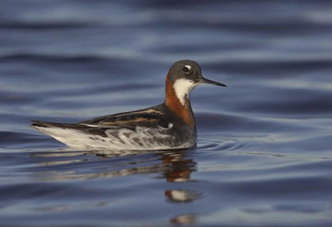 Red-necked Phalarope (Phalaropus lobatus) female, Manitoba, Canada