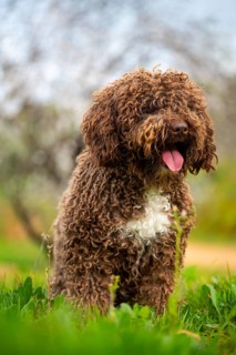 An Andalusian water dog with curly brown fur exudes happiness in the lush green countryside, its