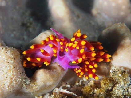 Trinchesia sibogae (Cuthona sibogae Trinchesia sibogae)