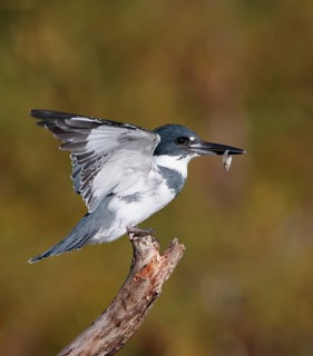 Belted Kingfisher (Megaceryle alcyon) male landing on a branch with fish prey in beak, Florida, USA