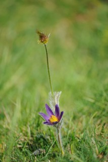 Purple Pulsatilla with yellow centre on a green meadow, Pasque flower (Pulsatilla vulgaris), Upper