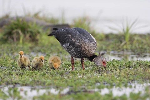 Southern Screamer (Chauna torquata) with chicks, Corrientes, Argentina