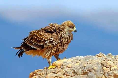 Imperial Eagle, (Aquila heliac), animals, birds, eagles, birds of prey, biotope, habitat, standing