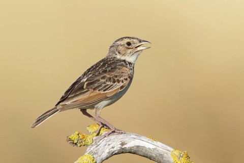 Horsfield's Bush Lark (Mirafra javanica) singing from branch, Victoria, Australia
