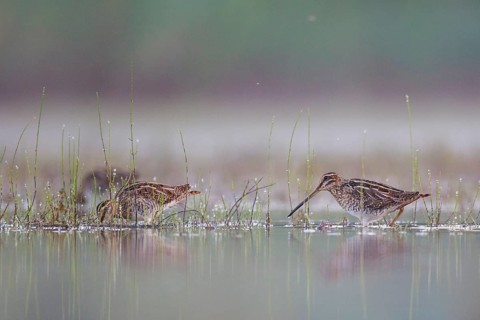 Common Snipe (Gallinago gallinago) foraging, North Rhine-Westphalia, Germany