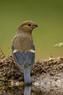 Eurasian Bullfinch (Pyrrhula pyrrhula) juvenile, Utrecht, Netherlands