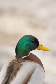 Mallard (Anas platyrhynchos), male, standing at the lakeshore, animal portrait, Chiemsee, Bavaria,