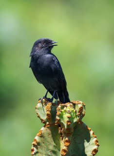 Northern Black Flycatcher (Melaenornis edolioides) singing, Uganda