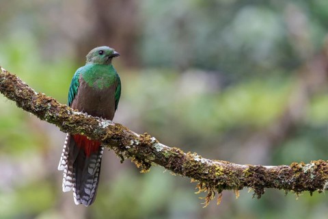 Resplendent Quetzal (Pharomachrus mocinno) perched on a branch in Costa Rica