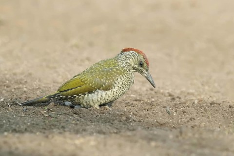 Juvenile, standing; ground; earth; soil; feeding; summer