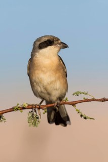 Lesser Grey Shrike (Lanius minor), Eilat, Israel