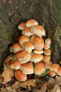 Brick Red Sulphur Head (Hypholoma lateritium, Hypholoma sublateritium), North Rhine-Westphalia,