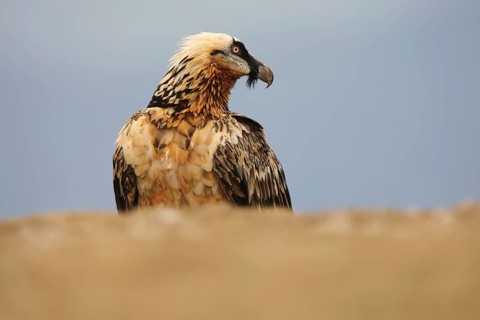 A subadult bearded vulture with striking plumage stands majestically in the Pyrenees, showcasing