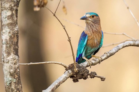 Hinduracke sitting area, (Coracias benghalensis), Khana National Park, Madhya Pradesh, India