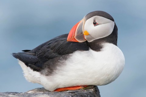 Atlantic Puffin (Fratercula arctica), Iceland