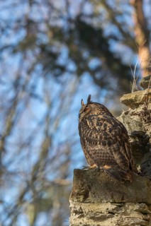 One Eurasian Eagle Owl, Bubo bubo, perched on the walls of a ruin of a monastery. Trees and blue