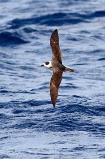 White-necked Petrel (Pterodroma cervicalis) flying, New South Wales, Australia