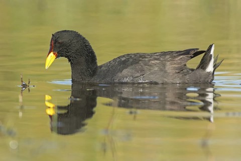 Red-fronted Coot (Fulica rufifrons), Valparaiso, Chile