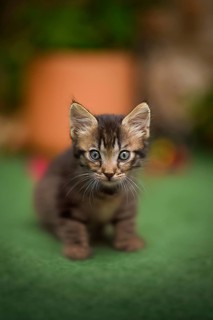 A cute tabby kitten gazes curiously into the camera, standing on a soft green surface with a