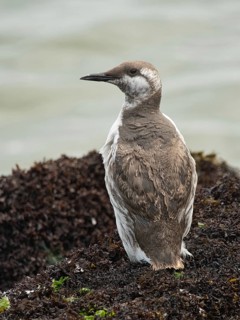 Common Murre (Uria aalge) juvenile, Schleswig-Holstein, Germany