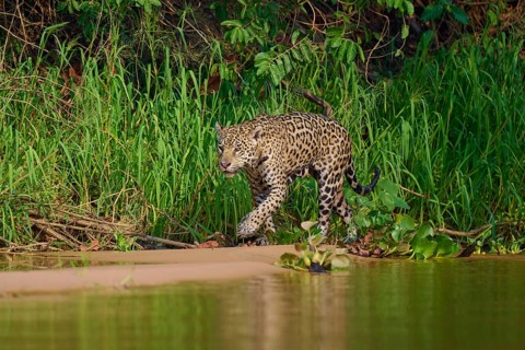 A jaguar walks along the sandy beach of the jungle, Jaguar (Panthera onca), Pantanal, Mato Grosso,