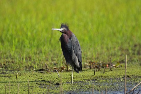 Great Blue Heron (Egretta caerulea) looking up, Myakka River State Park, Florida, USA
