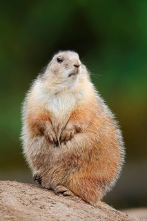 Black-tailed prairie dog (Cynomys ludovicianus) sitting upright on the burrow, North America