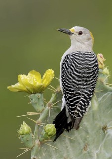 Golden-fronted Woodpecker (Melanerpes aurifrons), Texas, USA