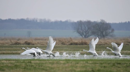 Tundra Swan (Cygnus columbianus bewickii) group taking flight, Brandenburg, Germany