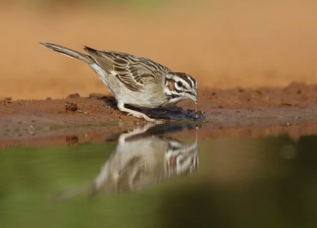 Lark Sparrow (Chondestes grammacus), Texas, USA
