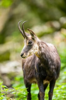 Chamois (Rupicapra rupicapra) in a foreest, Bavaria, Germany