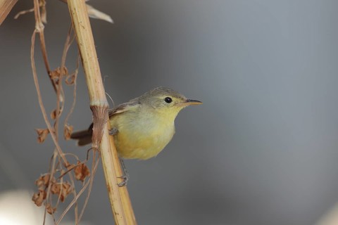Melodious Warbler (Hippolais polyglotta), Andalusia, Spain