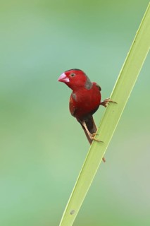 Crimson Finch (Neochmia phaeton), Northern Territory, Australia