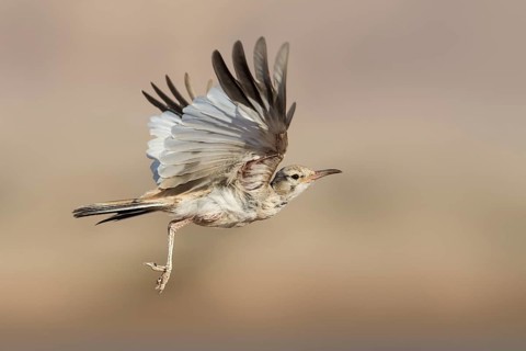 Greater Hoopoe-Lark (Alaemon alaudipes) juvenile flying, Eilat, Israel