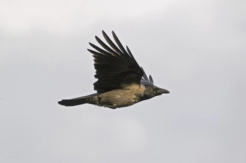 Hooded Crow (Corvus cornix) flying, Saxony, Germany