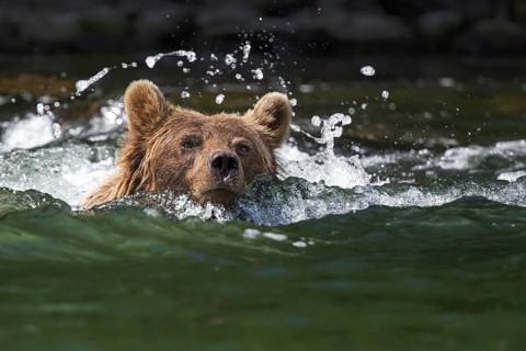 Grizzly Bear (Ursus arctos horribilis) swimming through river, British Columbia, Canada