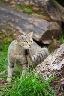 European wildcat (Felis silvestris silvestris) on an old tree trunk, Hesse, Germany