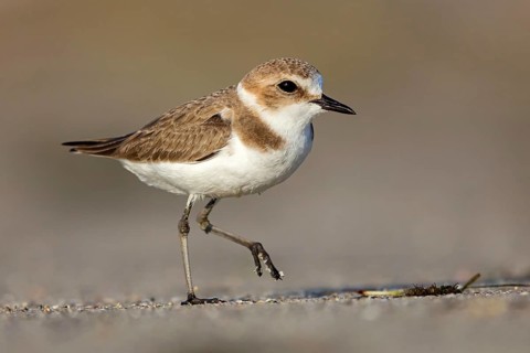 Animals, Birds, Little Ringed Plover, Mongolian Plover, (Charadrius mongolus), Barr Al Hikman,