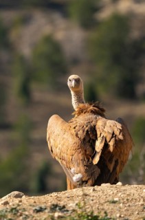 A Griffon Vulture stands on a rocky hill, gazing back with an intense expression. Its ruffled