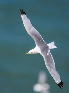 Black-legged Kittiwake, Rissa tridactyla, bird in flight over sea, Bempton Cliffs, North Yorkshire,
