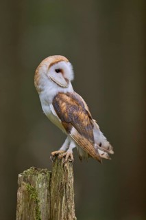 Barn owl (Tyto alba) Bavaria, Germany