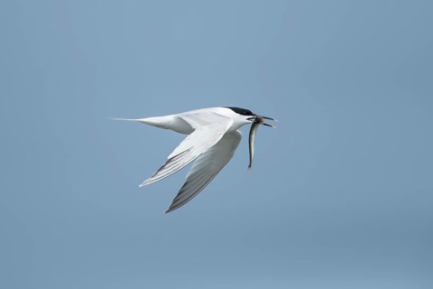 Sandwich tern (Thalasseus sandvicensis) adult bird in flight with a fish in its beak in summer,