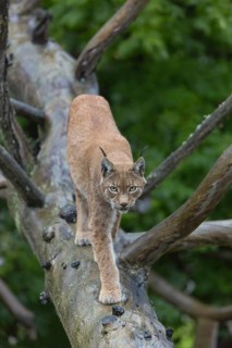One Eurasian lynx, (Lynx lynx), walking on fallen dead tree with a green natural background and