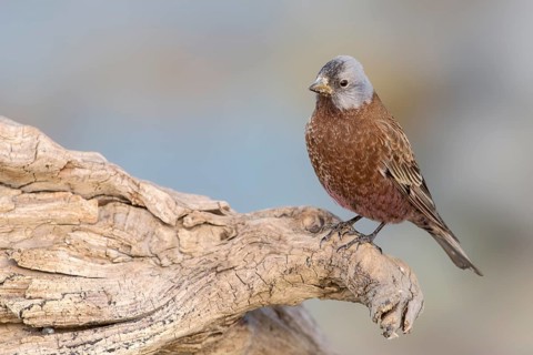 Grey-crowned Rosy Finch (Leucosticte tephrocotis littoralis), Alaska, USA