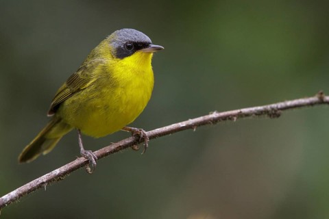 Masked Yellowthroat (Geothlypis aequinoctialis) perched on a branch in the Atlantic rainforest of